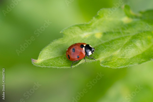 Photographie Ladybug on a green leaf close up