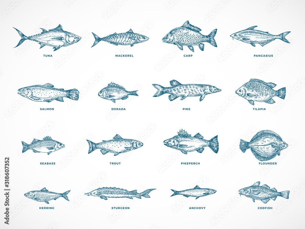 Hand Drawn Ocean or Sea and River Fish Illustration Bundle. A Collection of Salmon and Tuna or Pike and Anchovy, Herring, Trout, Dorado Sketches Silhouettes. - obrazy, fototapety, plakaty 