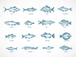Hand Drawn Ocean or Sea and River Fish Illustration Bundle. A Collection of Salmon and Tuna or Pike and Anchovy, Herring, Trout, Dorado Sketches Silhouettes.