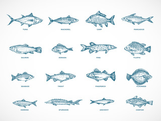 hand drawn ocean or sea and river fish illustration bundle. a collection of salmon and tuna or pike 