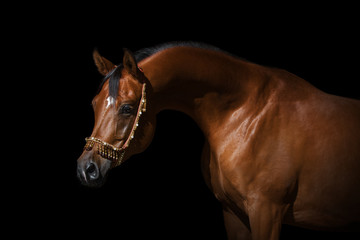 Wall Mural - Portrait of a beautiful chestnut arabian horse on black background isolated