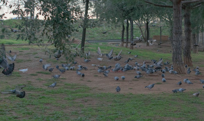 Wall Mural - doves gathered to eat