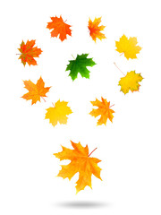 Poster - yellow maple leaf. isolated on white