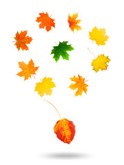 Poster - yellow maple leaf. isolated on white