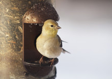 One Tiny Yellow Finch Perched On A Seed Filled Metal Bird Feeder  