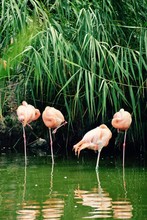 Flamingoes Preening In Lake