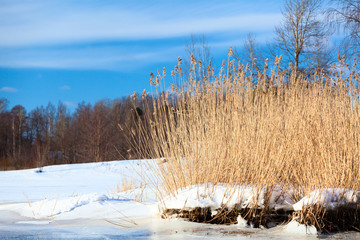 Wall Mural - Dry golden reed on the lake, reed layer, reed seeds. Natural background with beautiful view at winter sunny weather