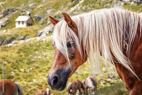 Fotomural Haflinger horses on alpine pasture near Merano in South Tyrol, Italy