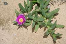  Purple Mesembryanthemum Aizoaceae At The Beach In Australia