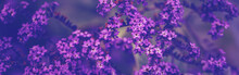 Beautiful Fairy Dreamy Magic Purple Violet Blue Heliotropium Arborescens Or Garden Heliotrope Flowers On Faded Blurry Background. Web Banner Header For A Website. Dark Art Moody Floral.