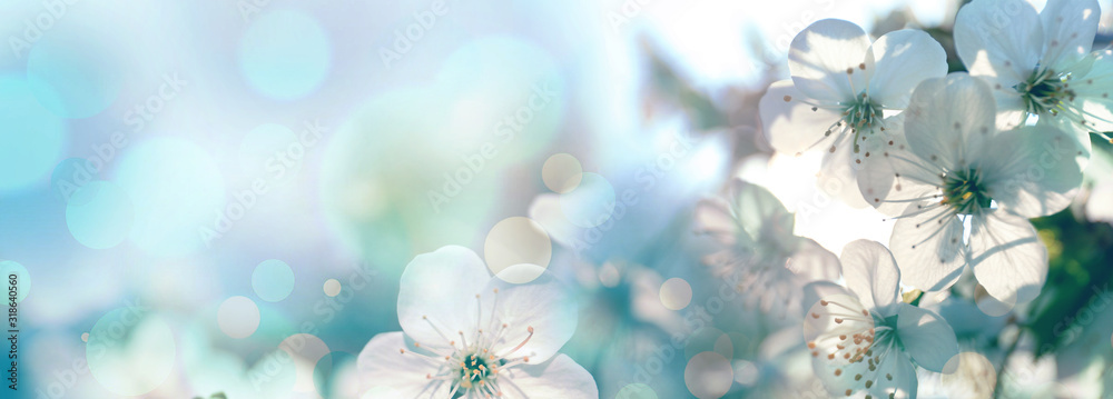 Obraz na płótnie Beautiful cherry tree with tender flowers. Amazing spring blossom w salonie