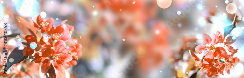Fotografía Beautiful blossoming spring tree with tender flowers