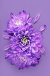 purple flower isolated on purple background