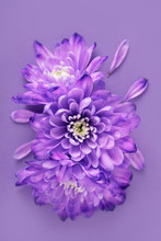 Purple Flower Isolated On Purple Background