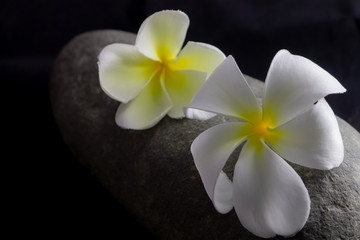 Wall Mural - flower dry on rock in background