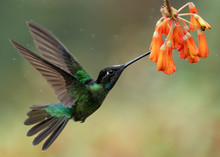 Hummingbird In Costa Rica 