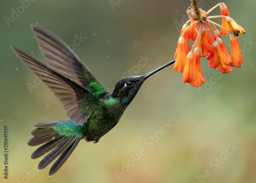 Plakaty ptaki  koliber-w-kostaryce