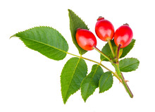 Thorny Briar Twig With Red Rosehips And Green Leaves Isolated On A White Background. Rosa Canina. Sweet Ripe Rose Hips On Fresh Small Branch Of Wild Brier With Prickly Thorns. Medicinal Natural Fruit.