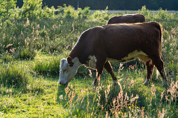 Wall Mural - These cattle graze during the low midday sun in a pasture around Exloo, The Netherlands 1