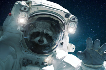 Wall Mural - Spaceman raccoon in a spacesuit waves his hand. Animal in outer space, concept