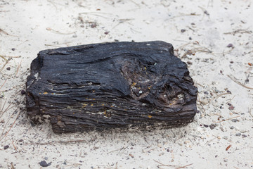 Wall Mural - Black Hills Petrified Wood