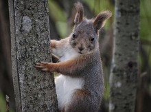 Portrait Of Squirrel On Tree Trunk
