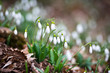 © darkfreya - Snowdrop or common snowdrop (Galanthus nivalis) flowers