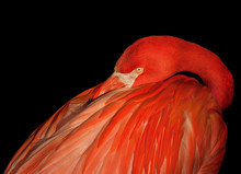 Close-Up Of Flamingo Against Black Background
