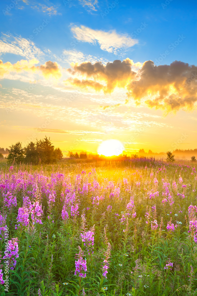 amazing rural landscape with sunrise  and  blossoming meadow - obrazy, fototapety, plakaty 