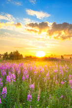 Amazing Rural Landscape With Sunrise  And  Blossoming Meadow