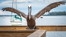 Brown Pelican At Pier In Bradenton Florida