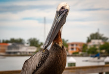 Brown Pelican At Pier In Bradenton Florida