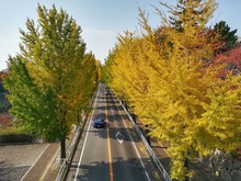 Road Amidst Trees During Autumn