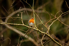 Robin Red Breast Bird