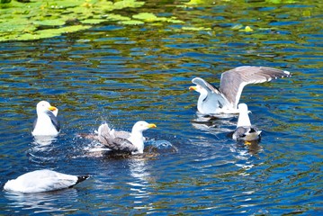 Wall Mural - european herring gull on heligoland