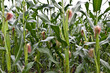 Close-up corn flower on field in habitat