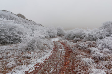 Wall Mural - Fog winter landscape