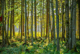 Fototapeta Perspektywa 3d - Streams of sun in between trees of a dense forest.