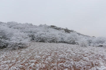 Wall Mural - Fog winter landscape