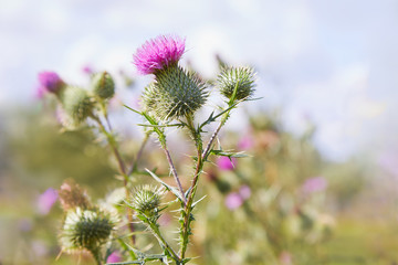 Cirsium vulgare, Spear thistle, Bull thistle, Common thistle, short lived thistle plant with spine tipped winged stems and leaves, pink purple flower heads