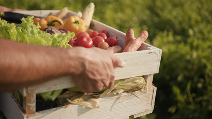 Hands young farmer is holding a box of organic vegetablesagriculture farm field harvest garden nutrition organic fresh portrait outdoor slow motion