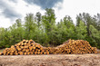 Pile of spruce wood on the edge of the forest