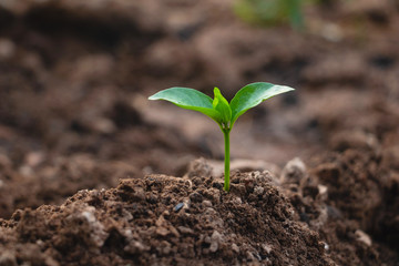 Wall Mural - Growing plant,Young plant in the morning light on ground background, New life concept.Small plants on the ground in spring.fresh,seed,Photo fresh and Agriculture concept idea.