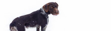 German Hunting Watchdog Drahthaar, Beautiful Dog Portrait In Winter