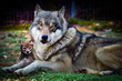 wolf and baby wolf