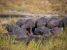 Group Of Hippopotamus On Riverbank, 