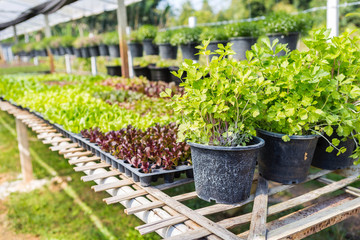 Fresh parsley in black pot, Organic farming, plant nursery, outdoor day light