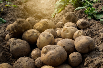 Wall Mural - Fresh organic potatoes in the fields, raw potatoes.