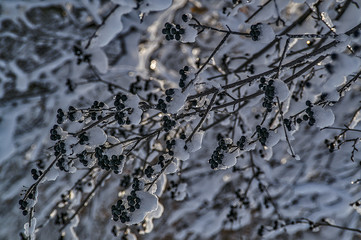 Wall Mural - Black Berries With Ice and Melting Snow