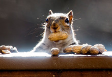 Close-Up Of Squirrel Eating Peanut